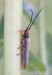 kozlíček (Brouci), Oberea euphorbiae (Germar, 1813), Cerambycidae (Coleoptera)